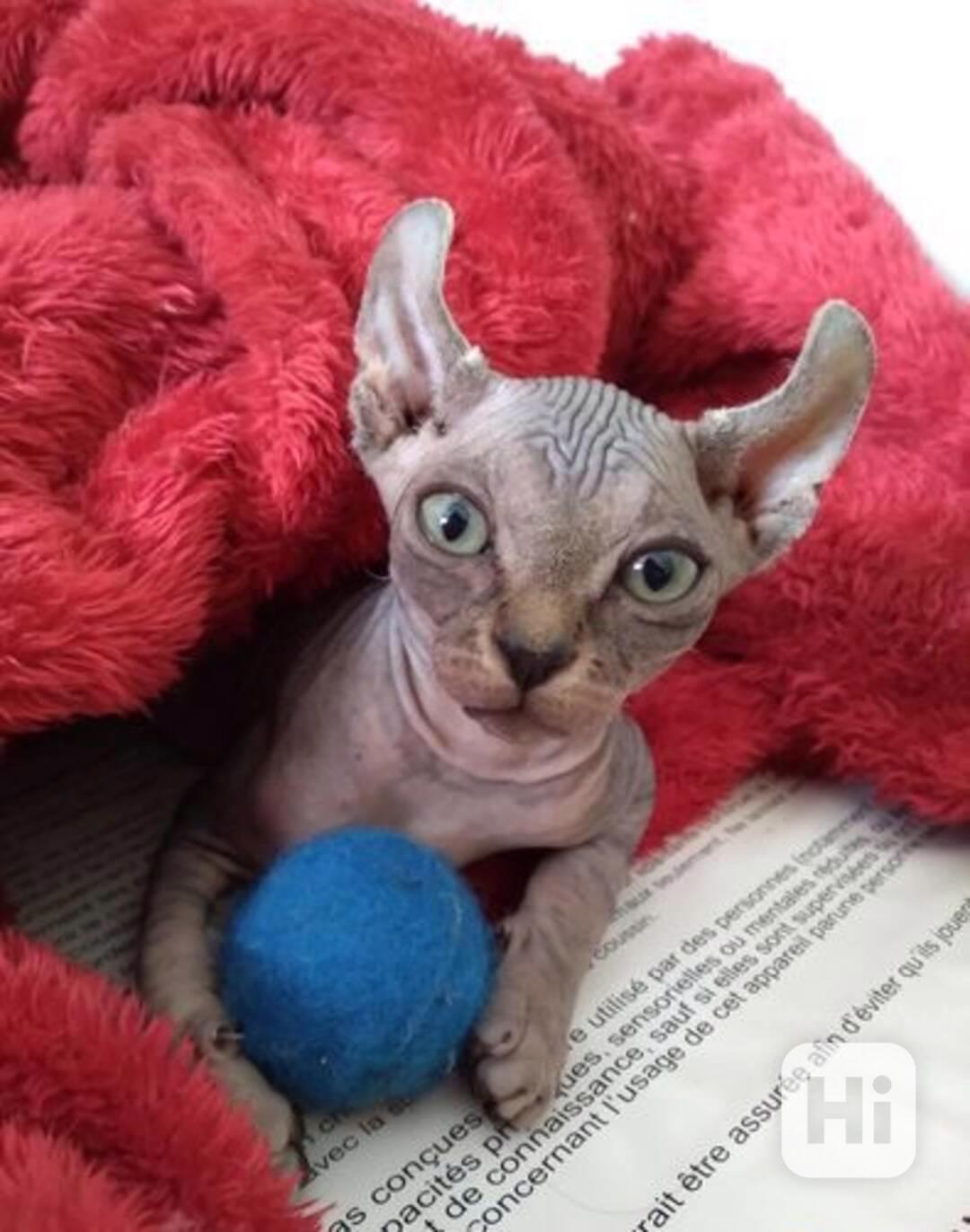 Sphynx kočka - foto 1