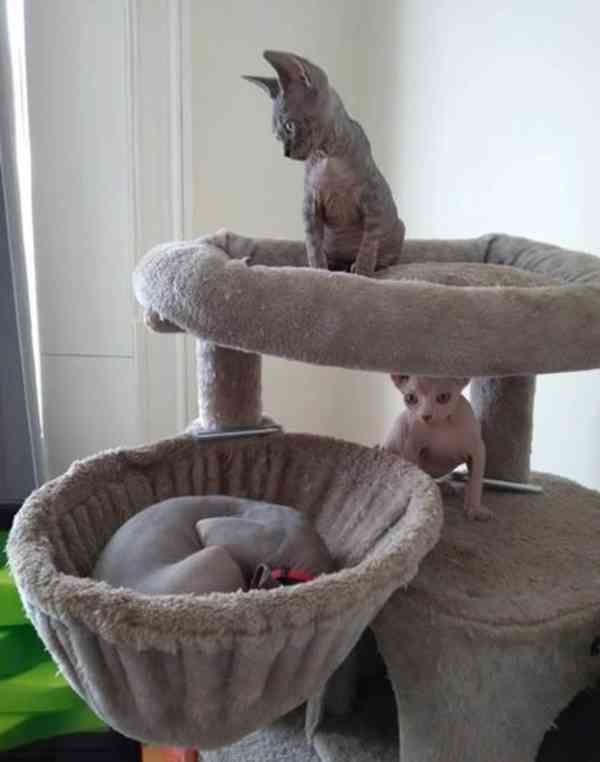 Sphynx kočka - foto 4
