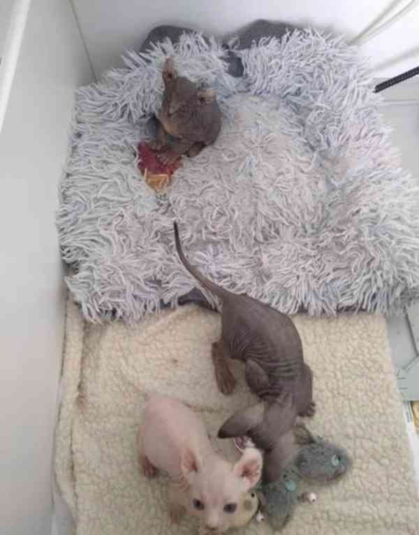 Sphynx kočka - foto 3