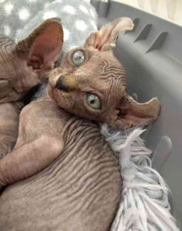 Sphynx kočka - foto 2