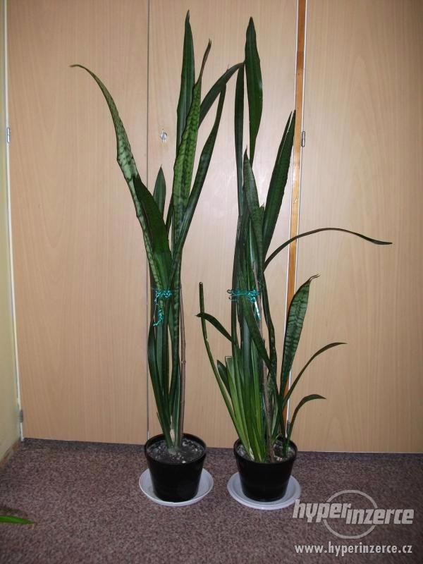 Velké palmy + větší květiny do penzionu - foto 3