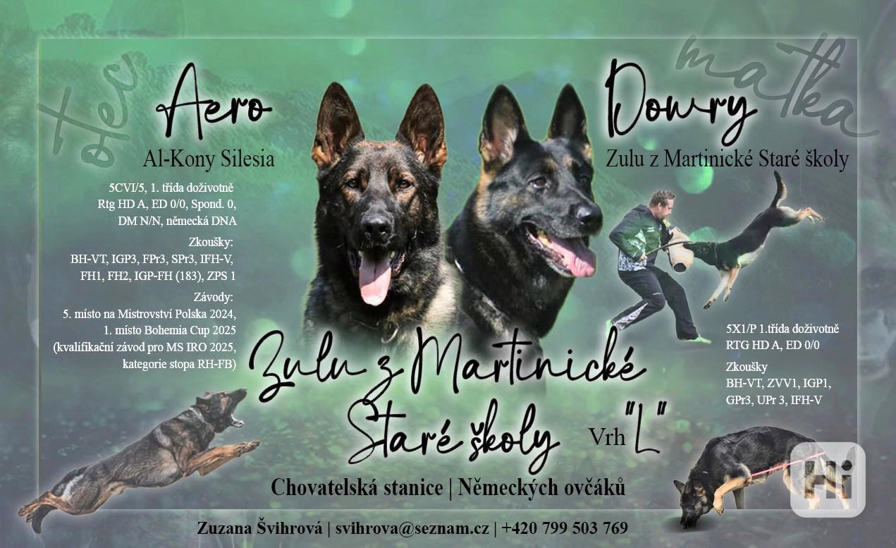 Německý ovčák - foto 1