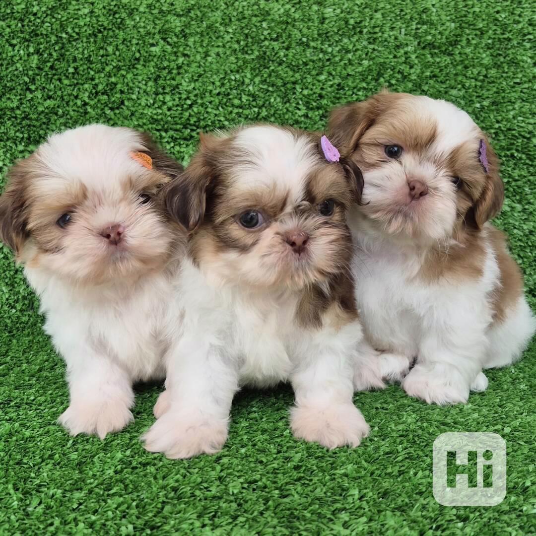 *Úžasná štěňátka Shih Tzu připravená na svůj trvalý domov!* - foto 1