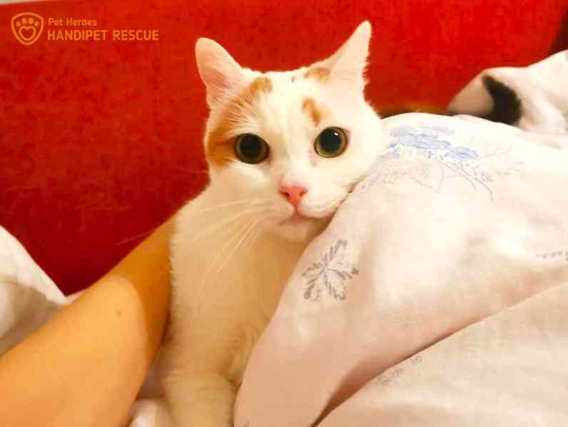 roztomilá Kordulka - kočka k adopci - foto 6