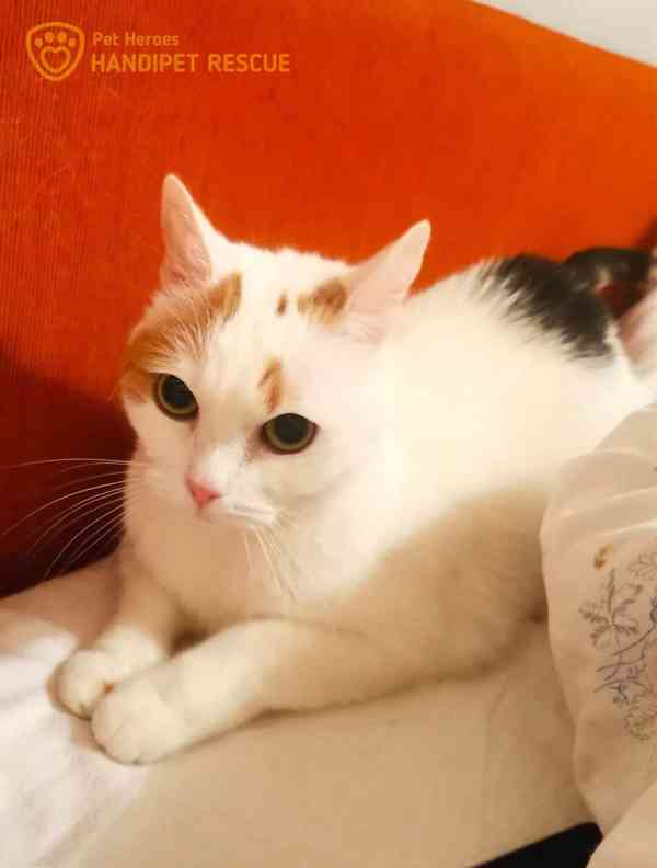 roztomilá Kordulka - kočka k adopci - foto 3