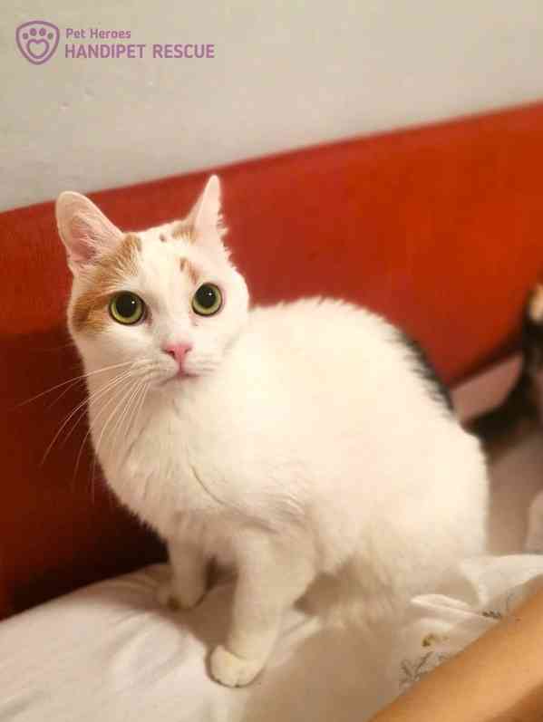 roztomilá Kordulka - kočka k adopci - foto 1