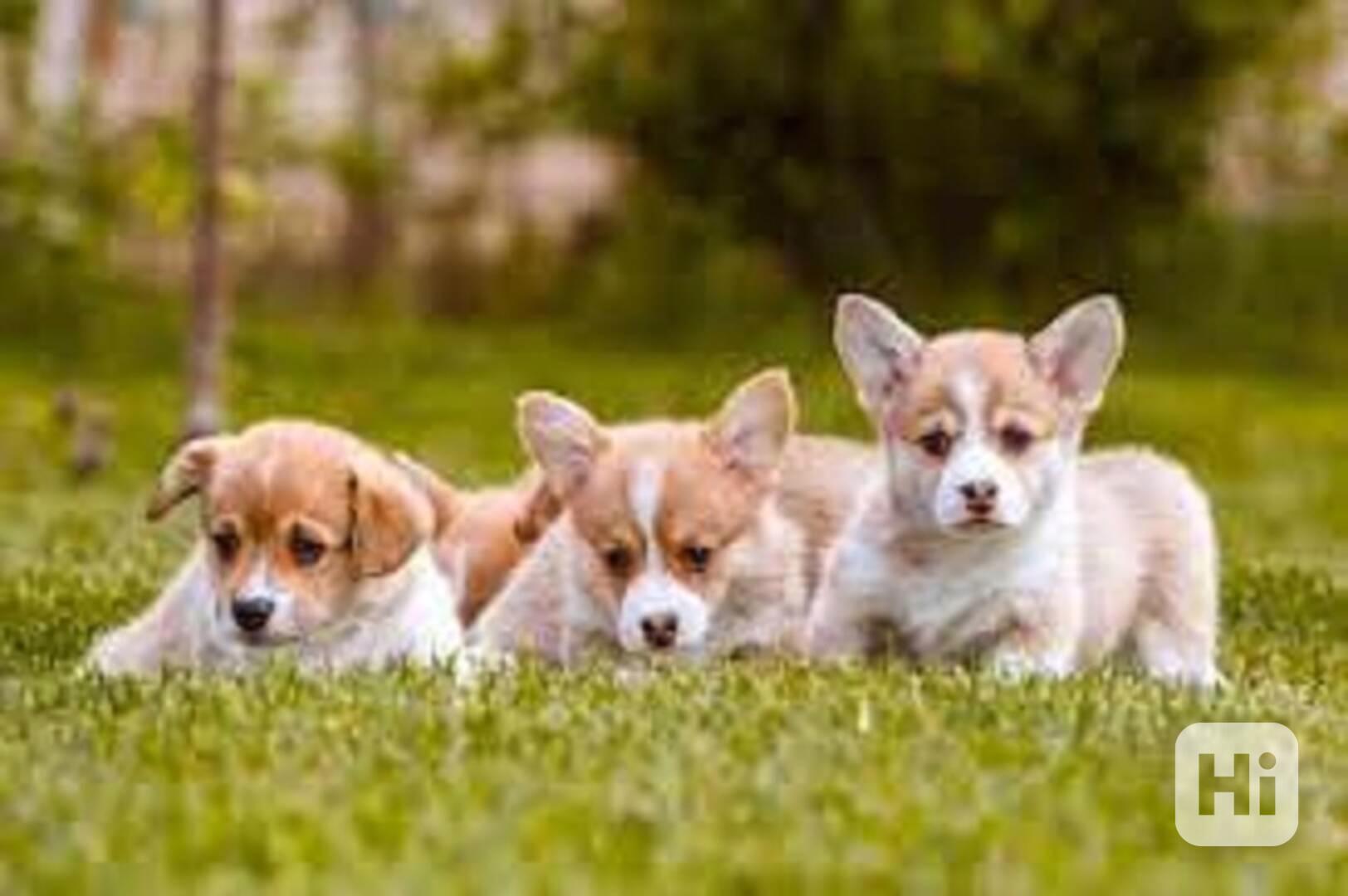 Krásná Pembroke Welsh Corgi Super štěňata Těmto štěňatům Pem - foto 1