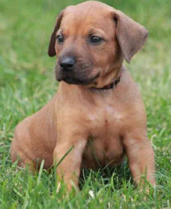 krásný rhodéský ridgeback - foto 3