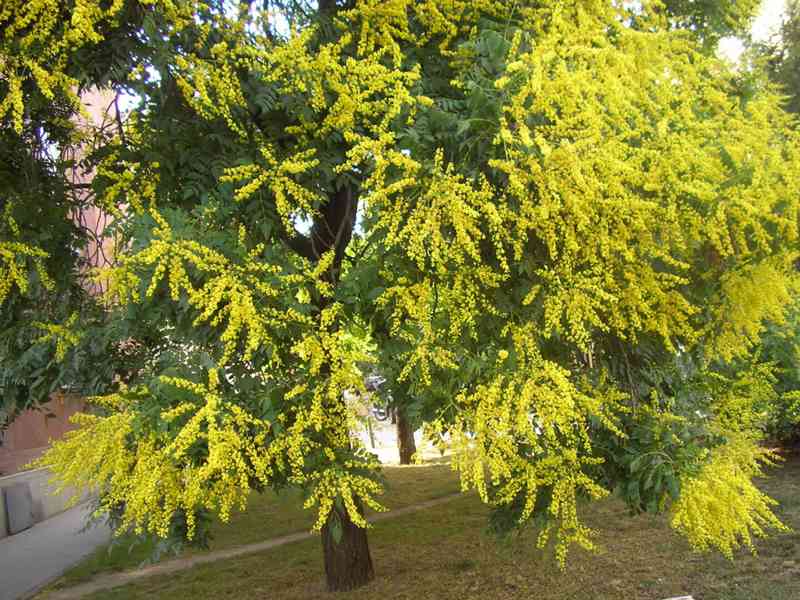 Svitel latnatý (Koelreuteria paniculata) - 85 cm - foto 3