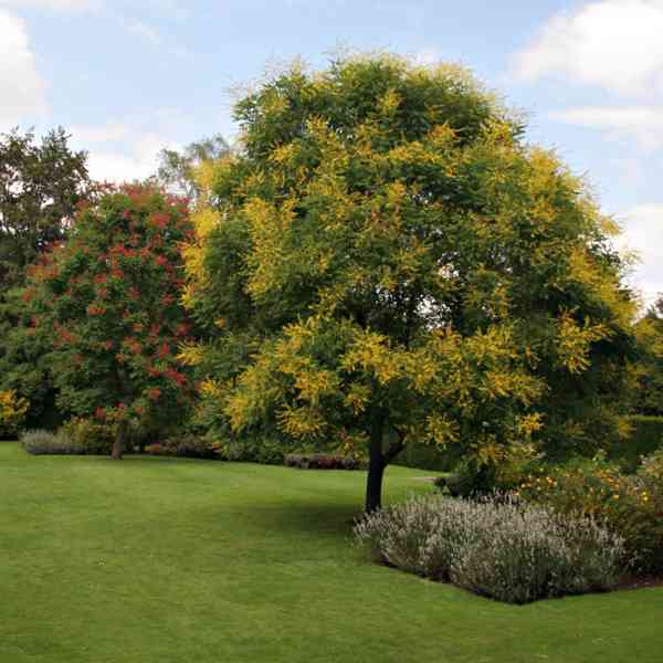 Svitel latnatý (Koelreuteria paniculata) - 85 cm - foto 2