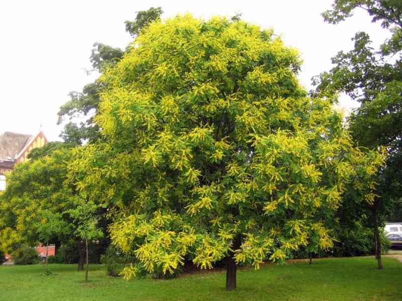 Svitel latnatý (Koelreuteria paniculata) - 85 cm - foto 1