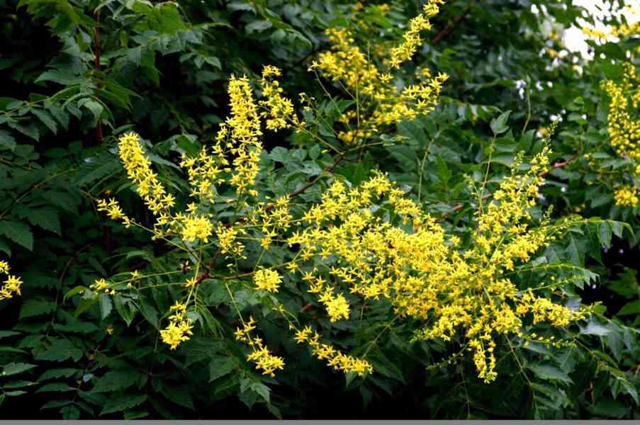 Svitel latnatý (Koelreuteria paniculata) - 85 cm - foto 4