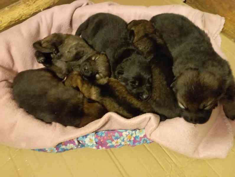 Německý ovčák štěnata s pp - foto 4
