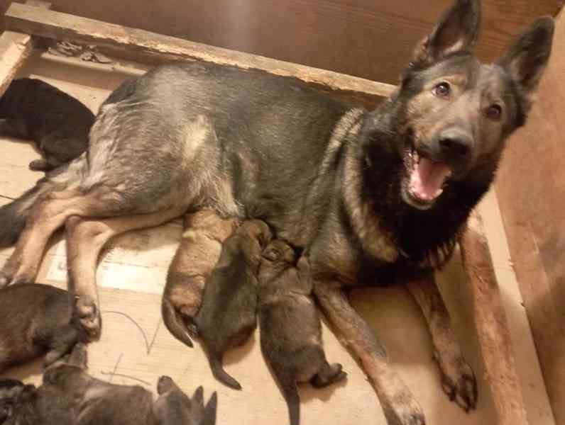 Německý ovčák štěnata s pp - foto 2