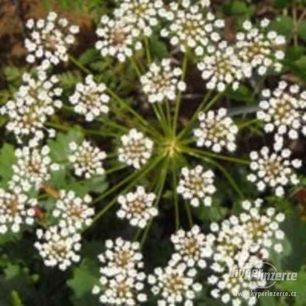Anýz (Pimpinella anisum) - semena - foto 1