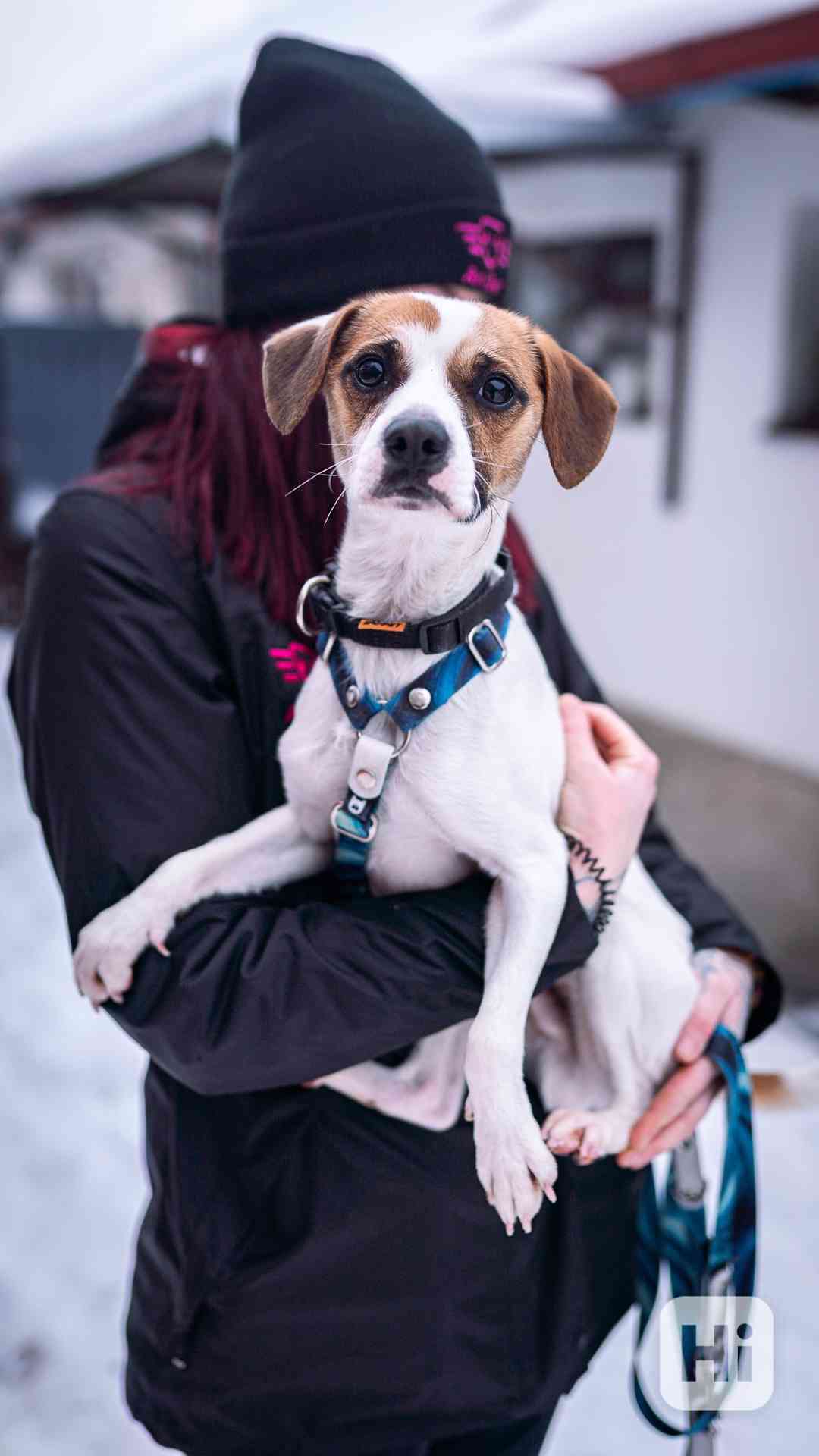 Odie - hyperaktivní kluk, 3 roky - foto 1