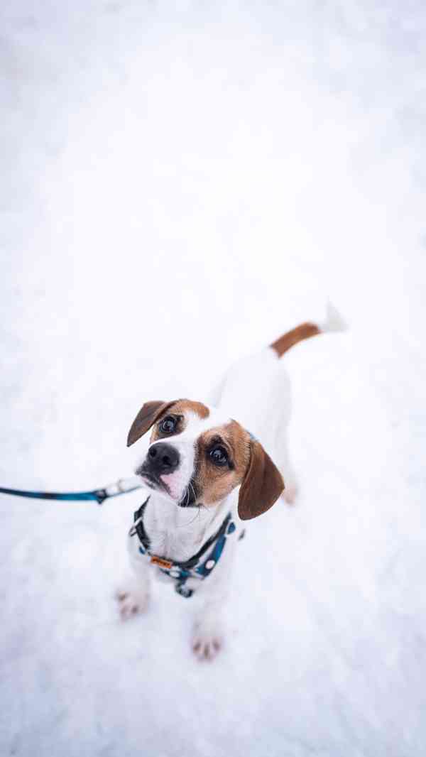 Odie - hyperaktivní kluk, 3 roky - foto 6