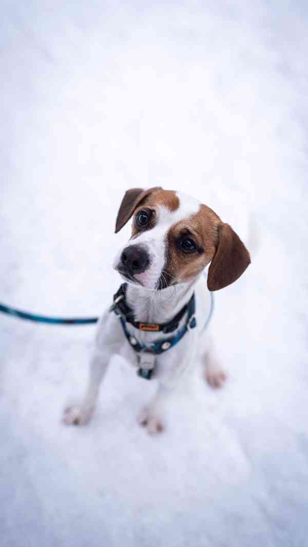 Odie - hyperaktivní kluk, 3 roky - foto 3