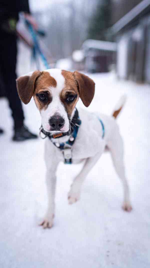 Odie - hyperaktivní kluk, 3 roky - foto 4