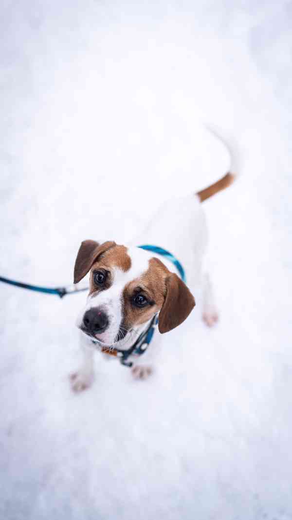 Odie - hyperaktivní kluk, 3 roky - foto 7