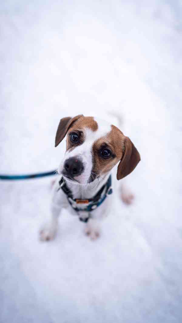 Odie - hyperaktivní kluk, 3 roky - foto 2