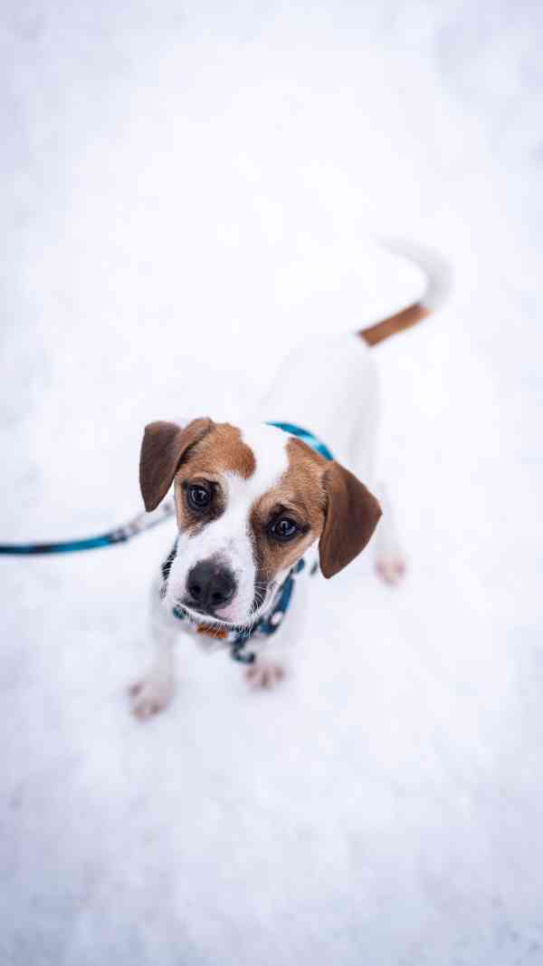 Odie - hyperaktivní kluk, 3 roky - foto 8