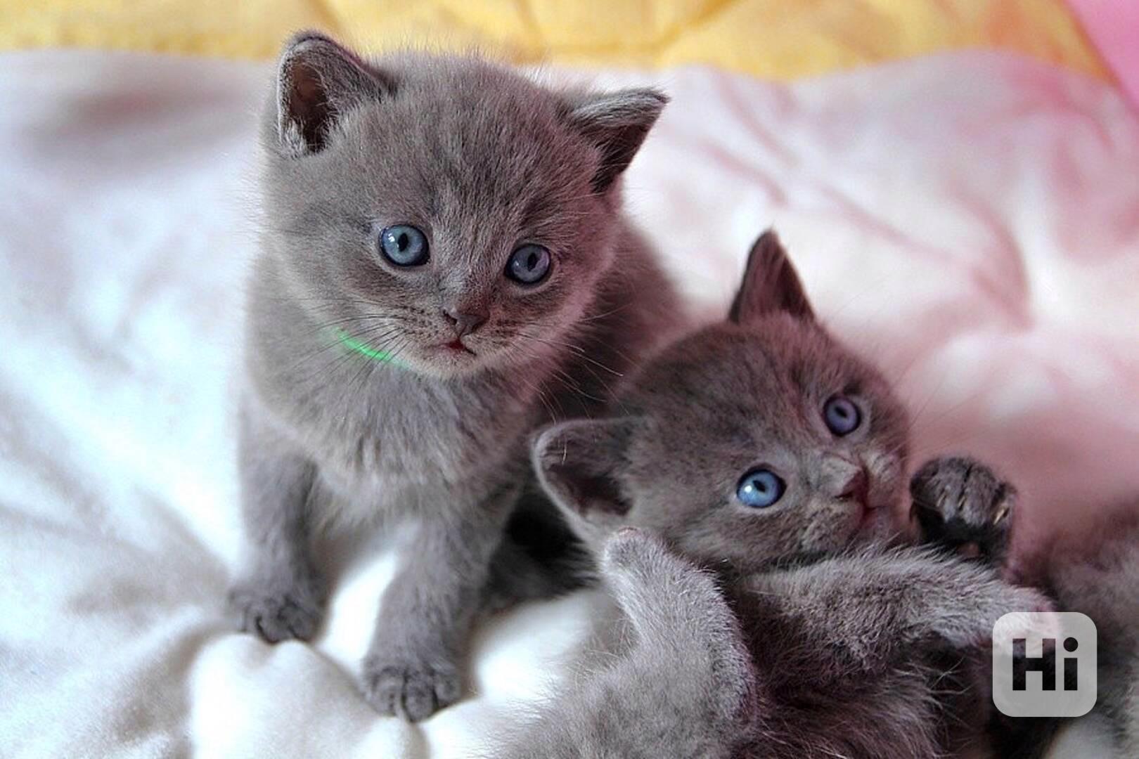  Dárek Britské krátkosrsté kote k adopci zdarma  - foto 1