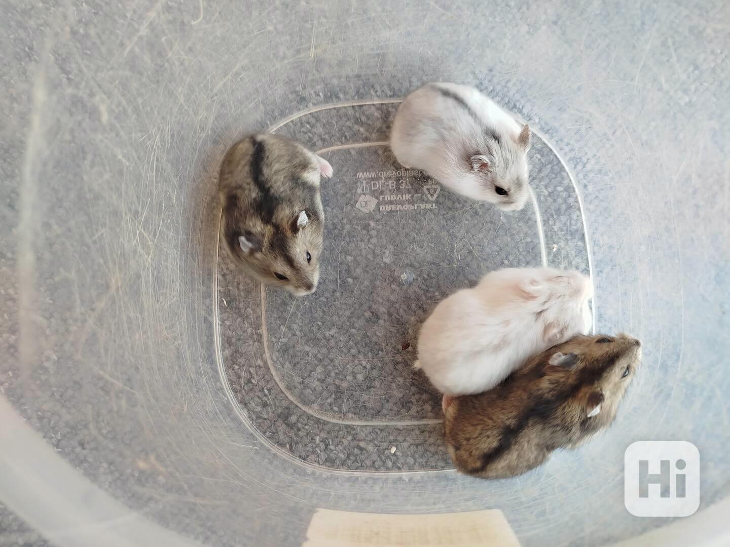 Křečík džungarský - foto 1