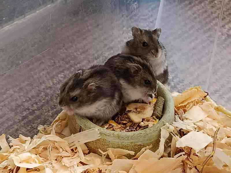 Křečík džungarský - foto 3