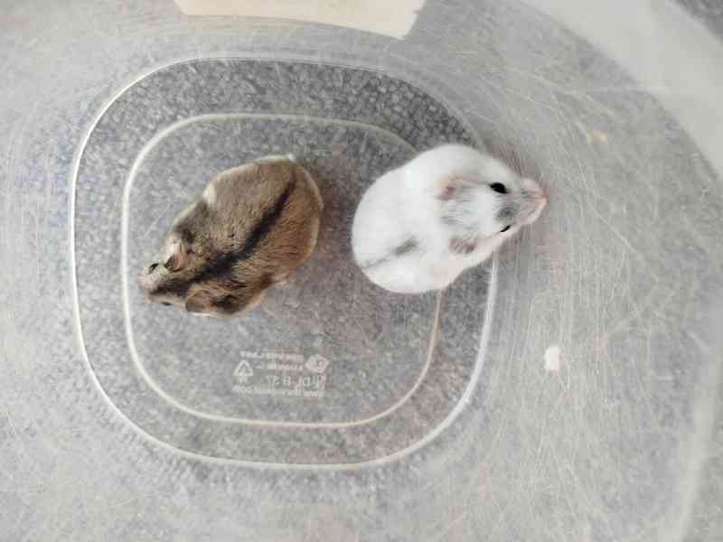 Křečík džungarský - foto 2