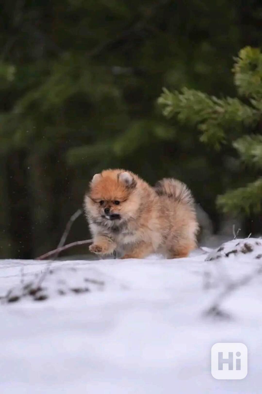 Prodáváme pomeraniana - foto 1