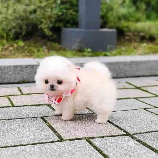 Prodáváme pomeraniana - foto 4