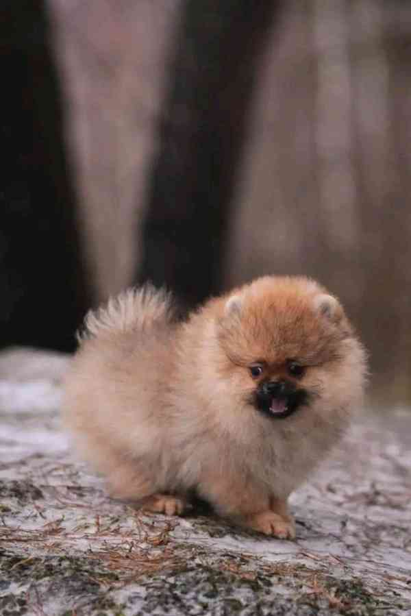 Prodáváme pomeraniana - foto 2