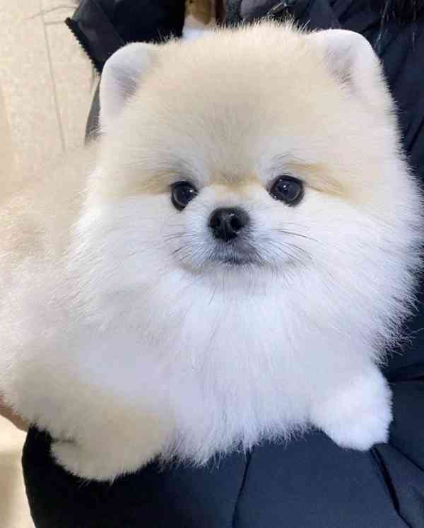 Prodáváme pomeraniana - foto 3