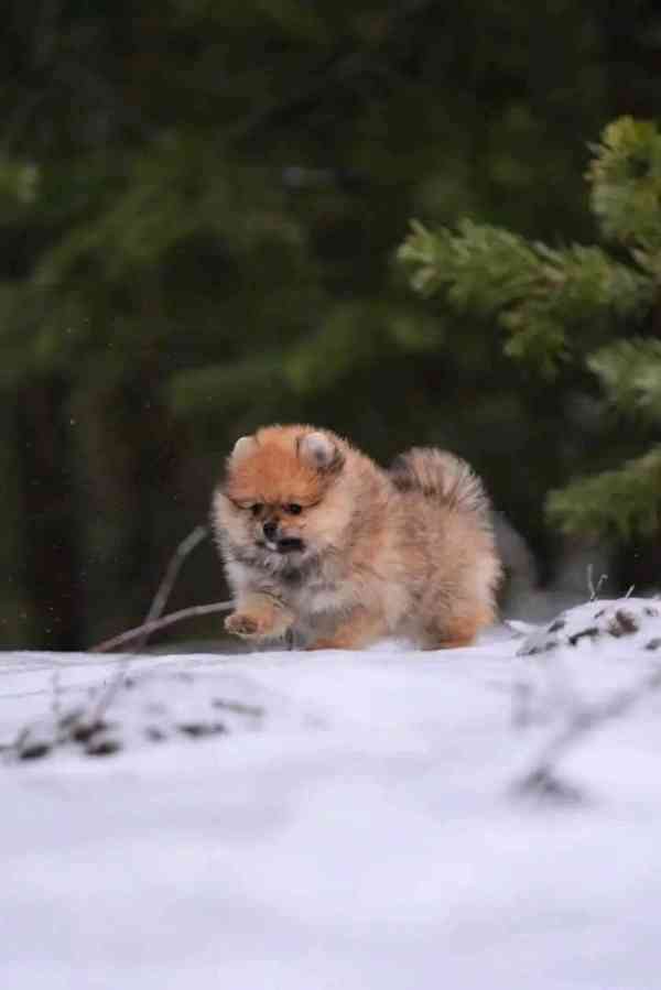 Prodáváme pomeraniana