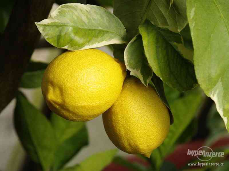 Citroníky   - foto 3