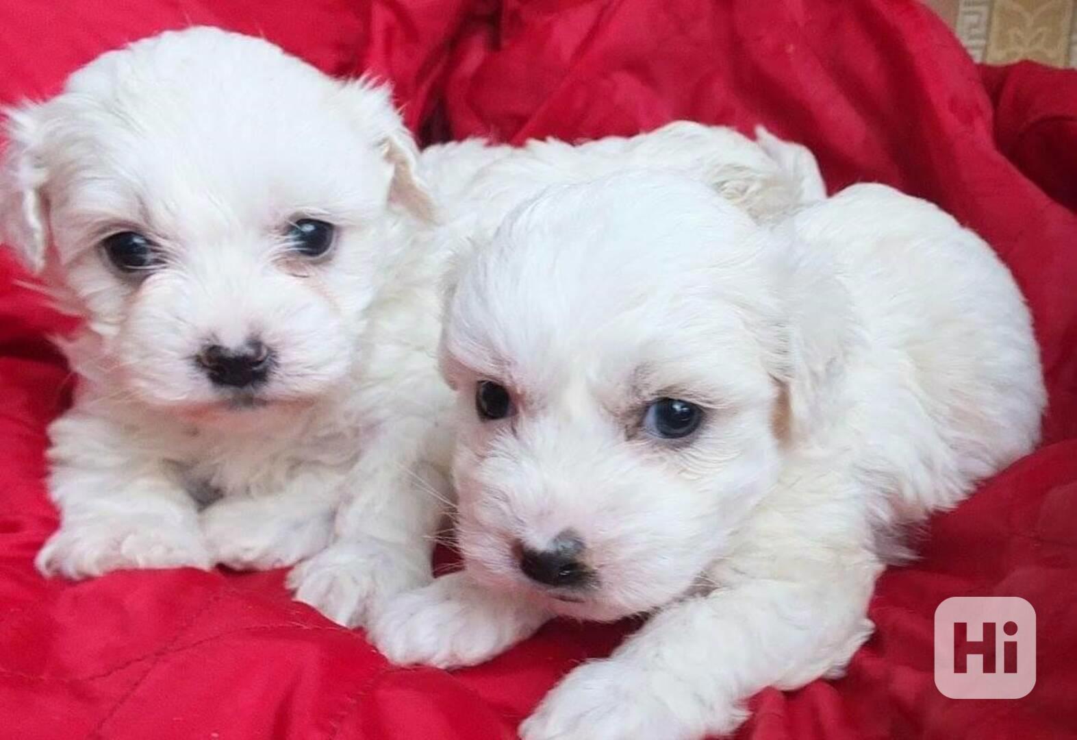 Roztomilá štěňátka maltézského psíka k odběru - foto 1