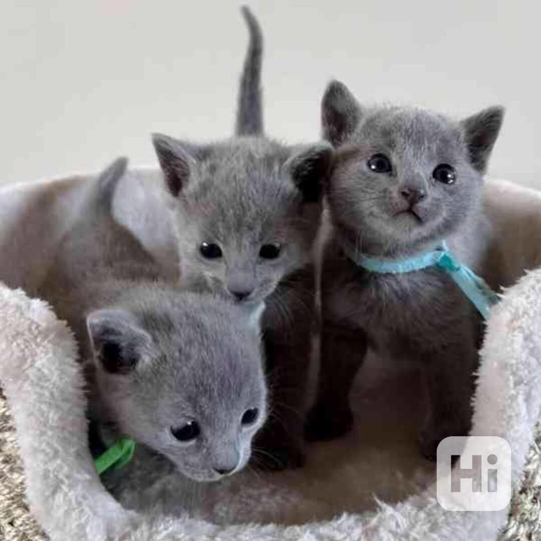 pes a samice hypoalergenní ruské modré koťátko připraveno - foto 1