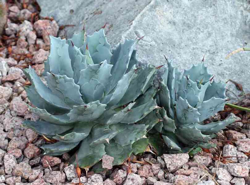 semena Agave isthmensis - foto 1