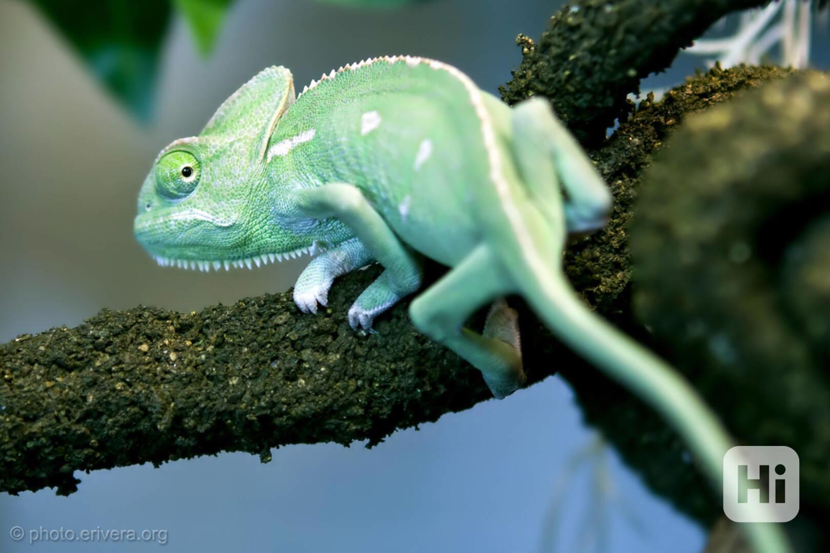 Prodám mláďata Chameleon jemenský - Chameleo calyptratus - foto 1