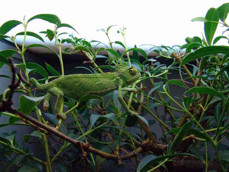 Prodám mláďata Chameleon jemenský - Chameleo calyptratus - foto 2