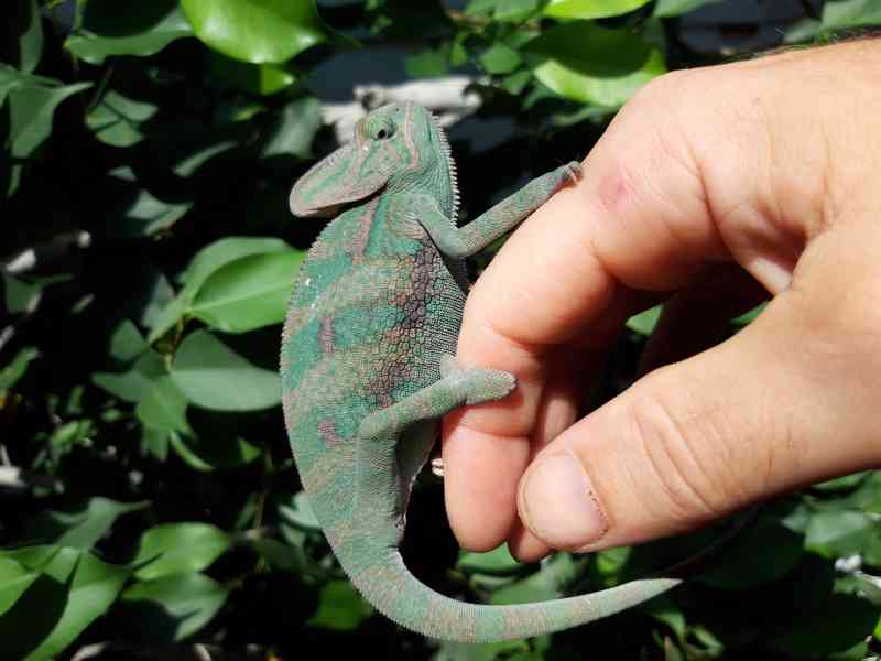 Prodám mláďata Chameleon jemenský - Chameleo calyptratus - foto 4