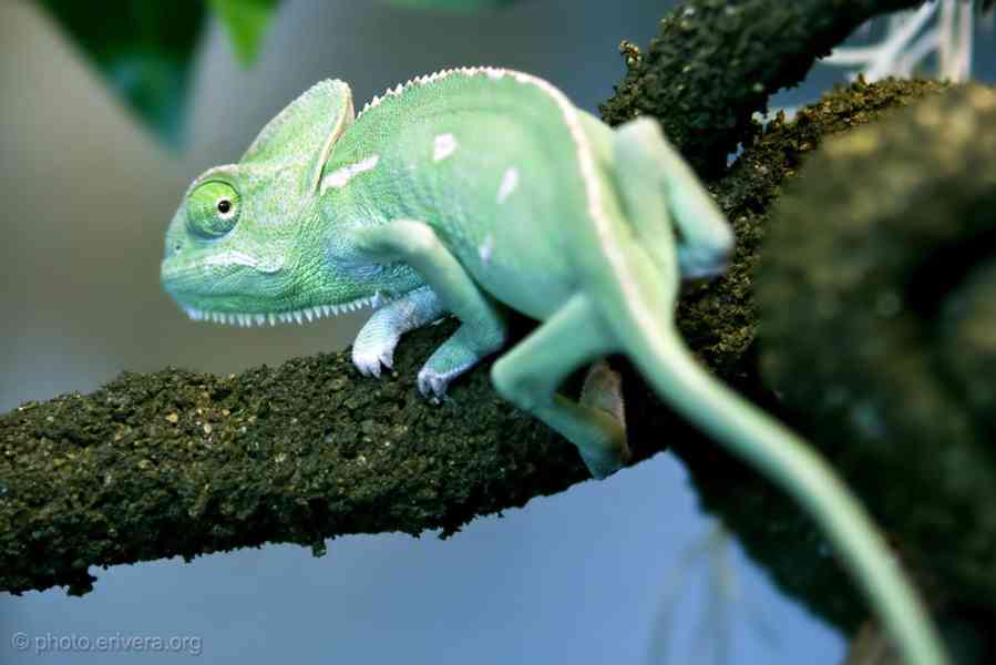 Prodám mláďata Chameleon jemenský - Chameleo calyptratus - foto 1