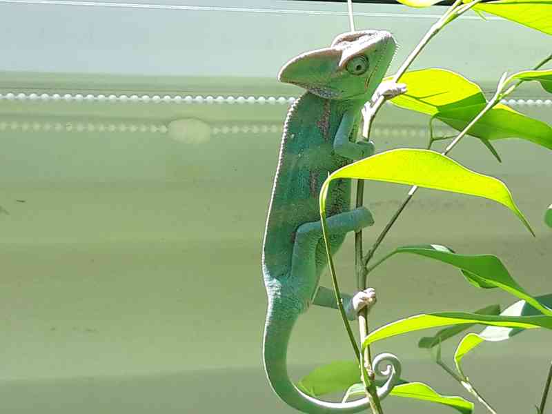 Prodám mláďata Chameleon jemenský - Chameleo calyptratus - foto 5