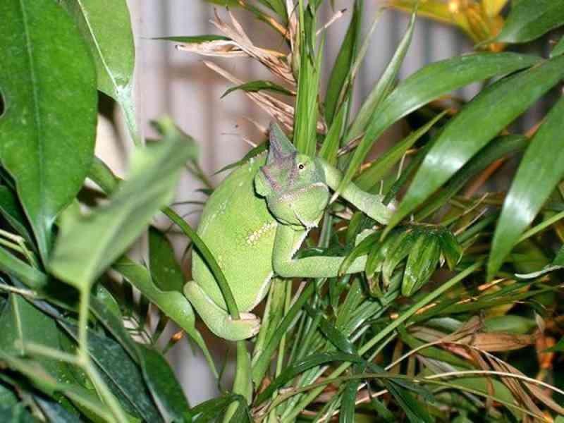 Prodám mláďata Chameleon jemenský - Chameleo calyptratus - foto 6