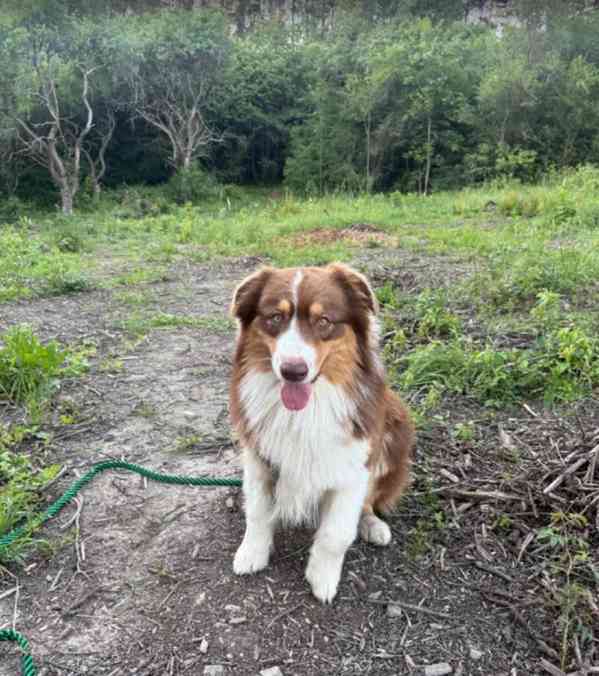 Bailey hledá domov - foto 2