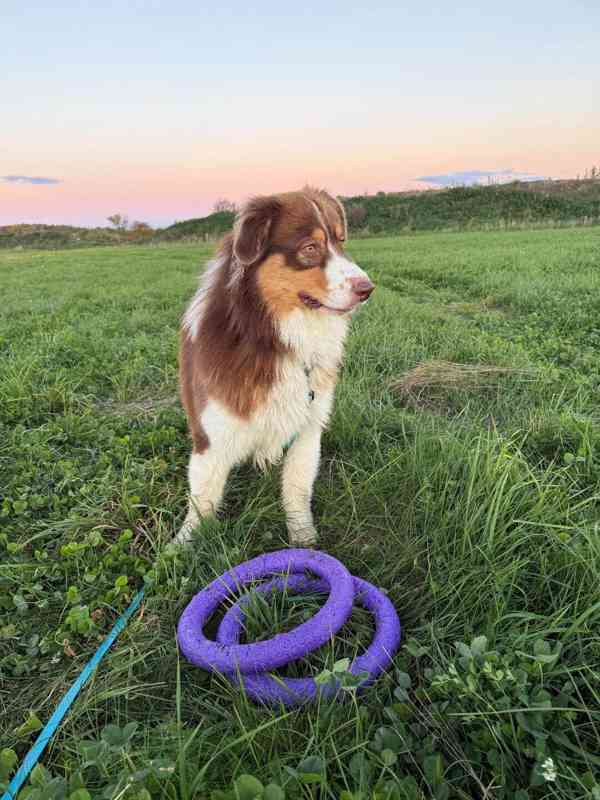 Bailey hledá domov - foto 8