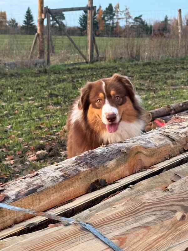 Bailey hledá domov - foto 7