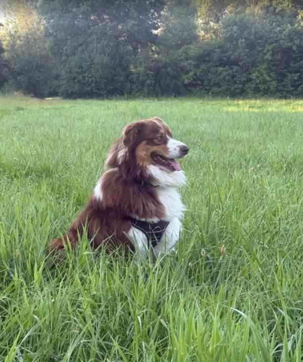 Bailey hledá domov - foto 4