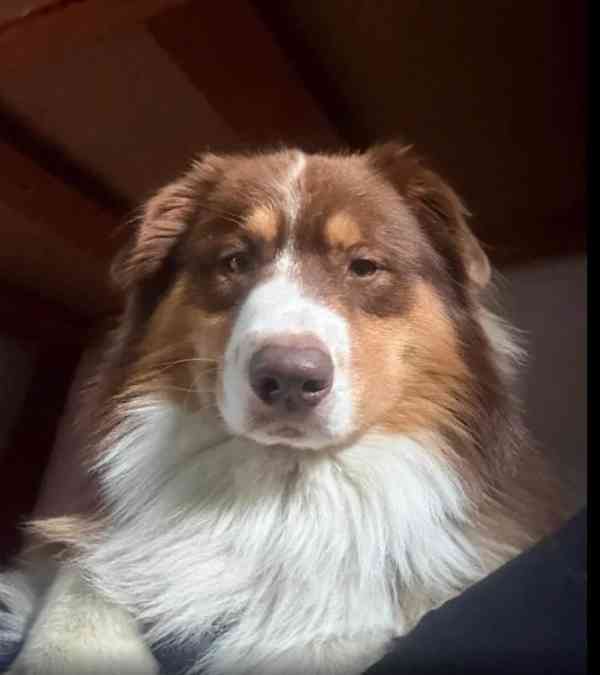 Bailey hledá domov - foto 5